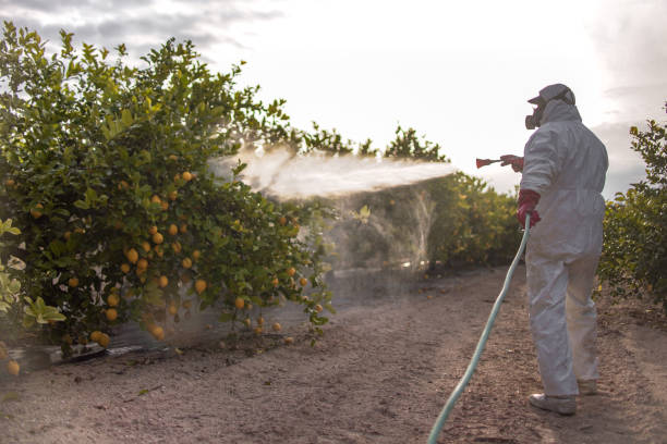 Best Ant Control Services  in Conroe, TX