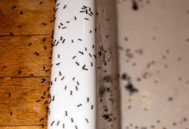 Reliable Conroe, TX Pest Control Solutions