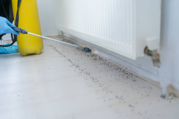 Flea Control Services in Conroe, TX