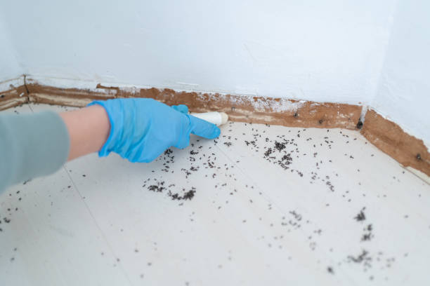 Best Local Pest Control Services  in Conroe, TX